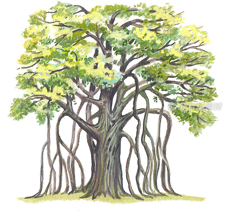 大榕树(Ficus benghalensis)